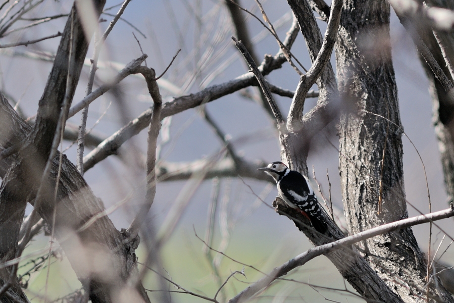 t̗тɌꂽAJQiGreat Spotted Woodpeckerj